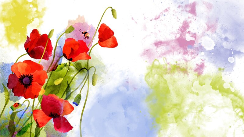 Red Poppy Flowers — Serene, Spring, Painting, Bee