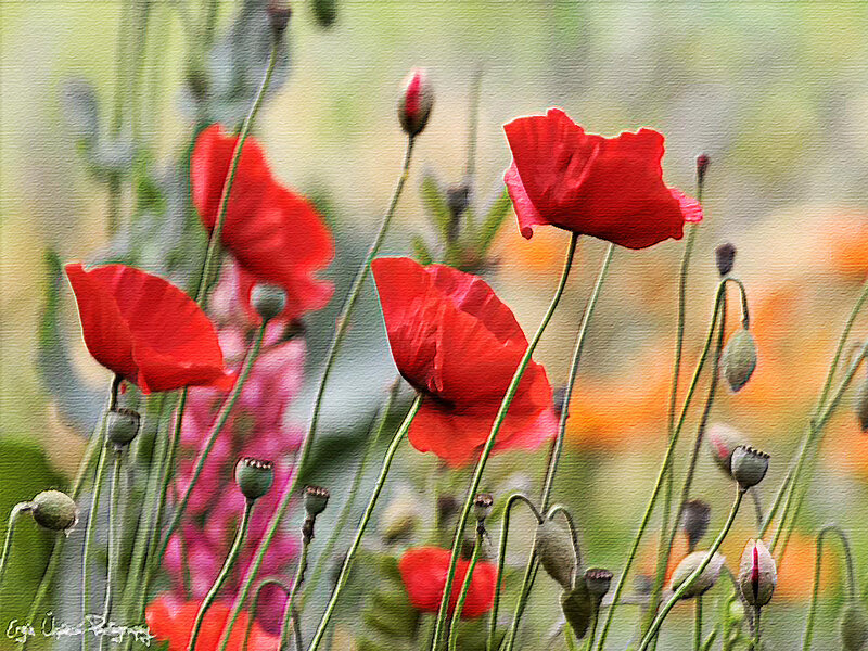 Red Poppy Flowers — Serene, Spring, Painting