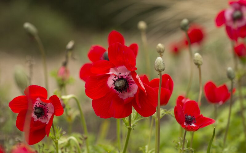 Red Poppy Flowers — Serene, Spring, Photograph, Buds, Green Stems