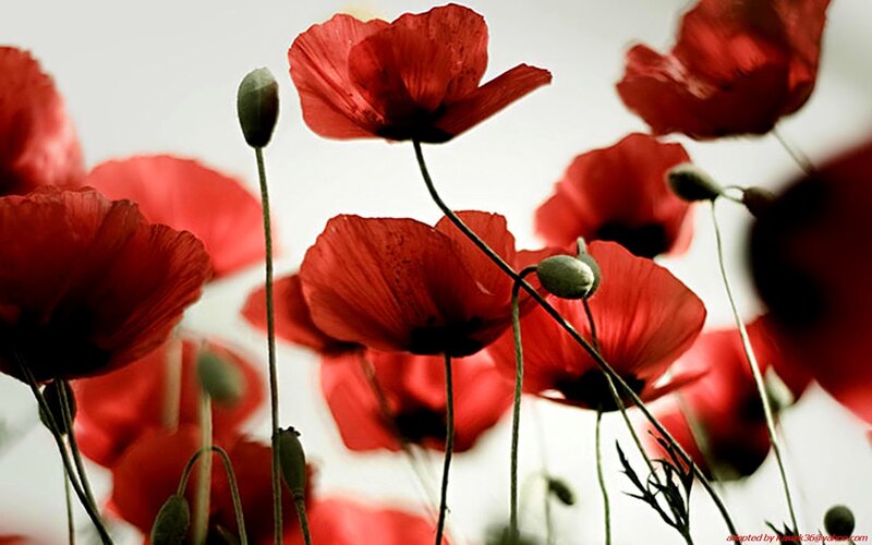 Red Poppy Flowers — Serene, Spring, Photograph, Buds, Stems