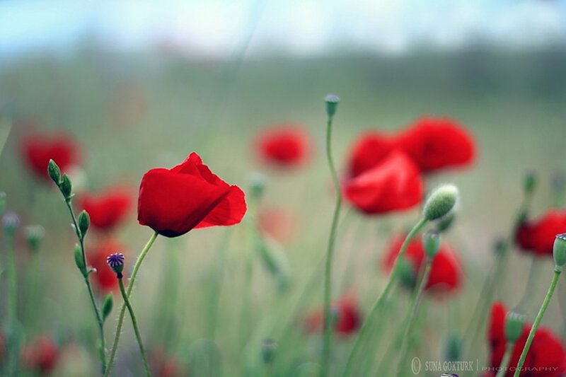 Red Poppy Flowers — Serene, Spring, Photograph, Buds