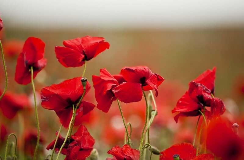Red Poppy Flowers — Serene, Spring, Photograph, Field