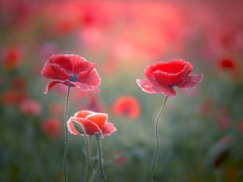Red Poppy Flowers — Serene, Spring, Photograph, Flower
