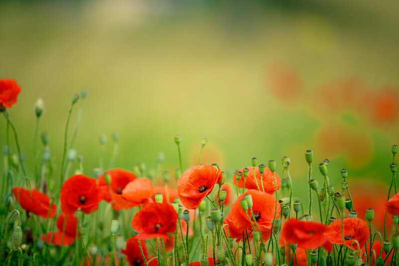 Red Poppy Flowers — Serene, Spring, Photograph, Green Stems, Buds, Field
