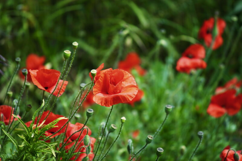 Red Poppy Flowers — Serene, Spring, Photograph, Green Stems, Buds, Grass