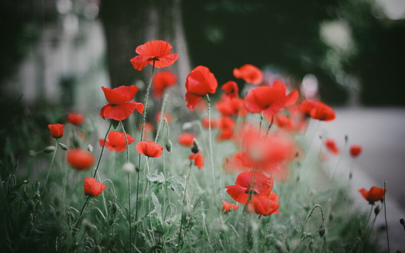 Red Poppy Flowers — Serene, Spring, Photograph, Green Stems, Buds