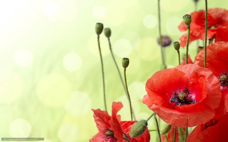 Red Poppy Flowers — Serene, Spring, Photograph, Green Stems, Flower Buds, Bokeh Background