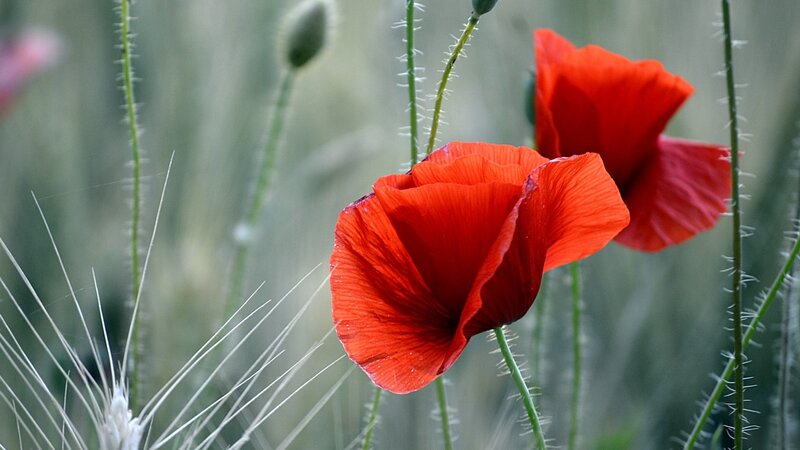 Red Poppy Flowers — Serene, Spring, Photograph, Green Stems, Unopened Buds