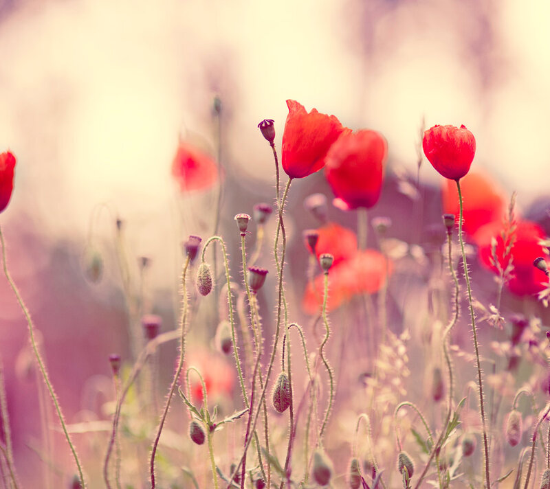 Red Poppy Flowers — Serene, Spring, Photograph