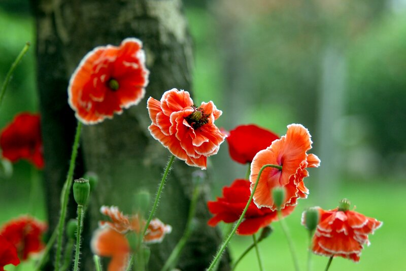 Red Poppy Flowers — Serene, Spring, Photograph, Tree Trunk