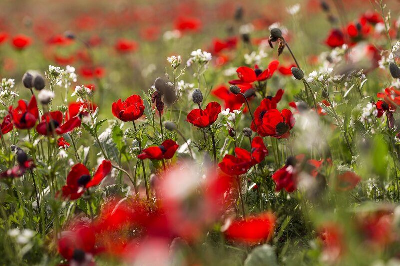 Red Poppy Flowers — Serene, Spring, Photograph, White Flowers