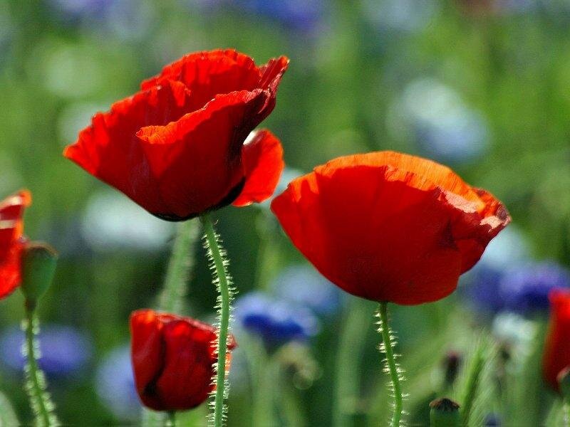 Red Poppy Flowers — Serene, Spring