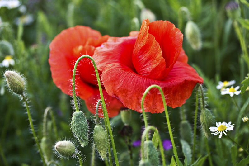 Red Poppy Flowers — Serene, Summer, Photograph, Daisies