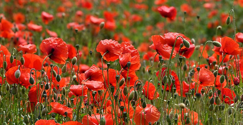 Red Poppy Flowers — Serene, Summer, Photograph, Green Stems, Buds, Field