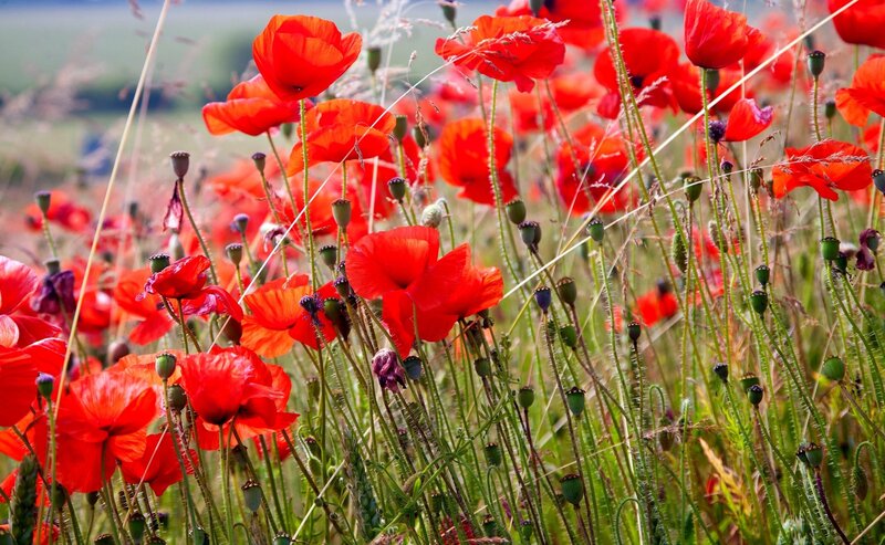 Red Poppy Flowers — Serene, Summer, Photograph, Green Stems, Grass