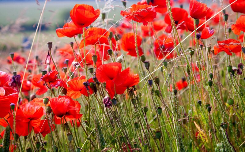 Red Poppy Flowers — Serene, Summer, Photograph, Green Stems