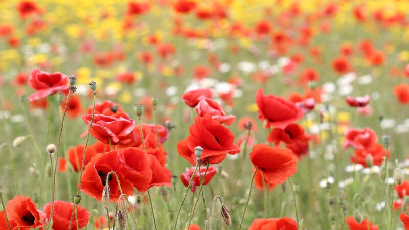 Red Poppy Flowers — Serene, Summer, Photograph, Green Stems, Yellow Flowers