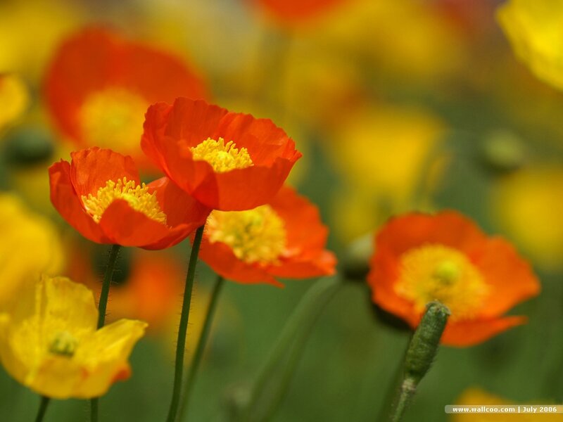 Red Poppy Flowers — Serene, Summer, Photograph, Yellow Flowers