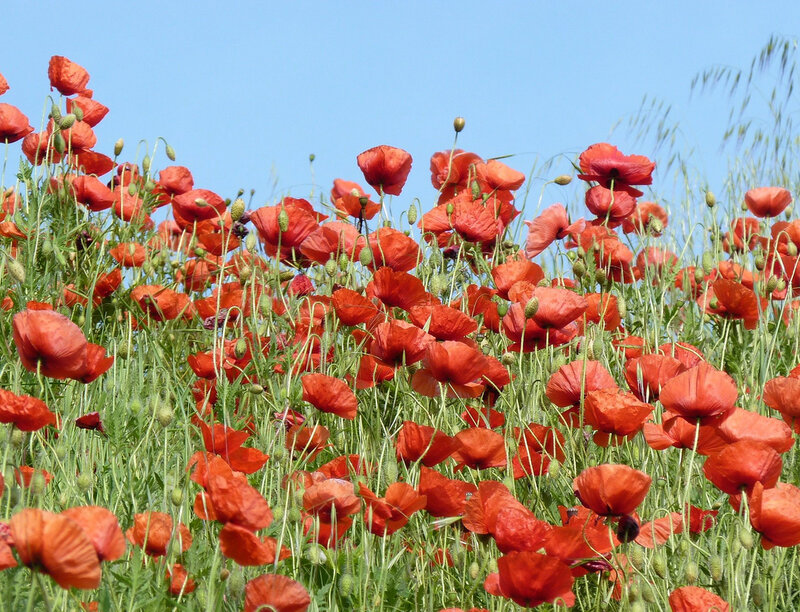 Red Poppy Flowers — Serene, Summer