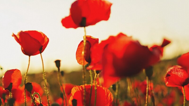 Red Poppy Flowers — Serene, Sunset, Photograph, Field, Sky, Stems