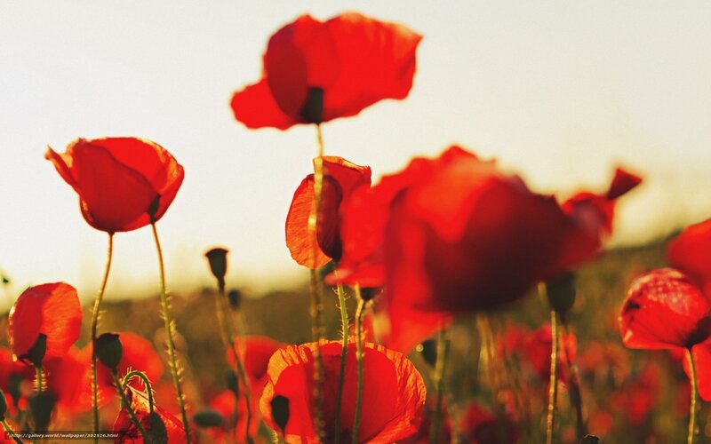 Red Poppy Flowers — Serene, Sunset, Photograph, Field, Sky
