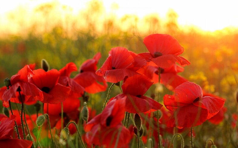 Red Poppy Flowers — Serene, Sunset, Photograph, Field, Sunlight