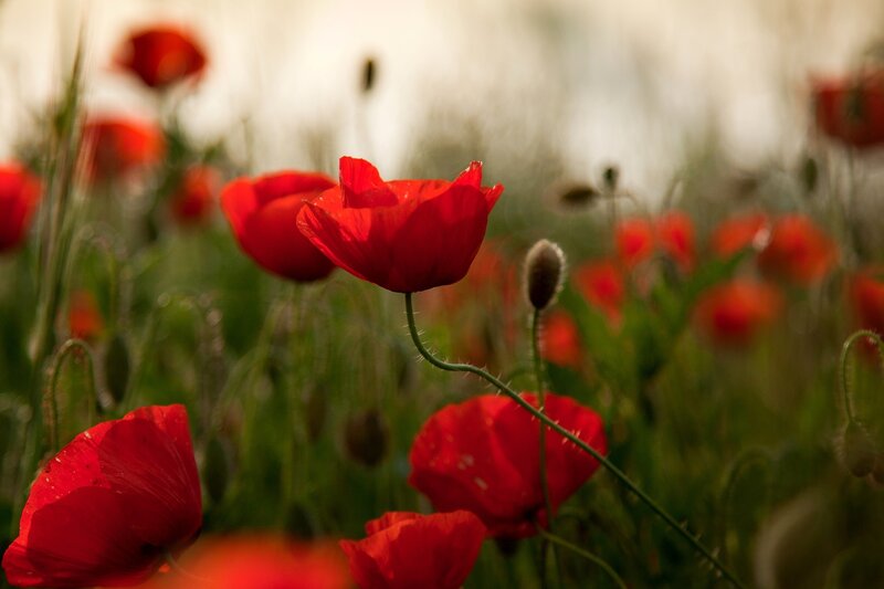 Red Poppy Flowers — Serene, Sunset, Photograph, Green Stems, Buds