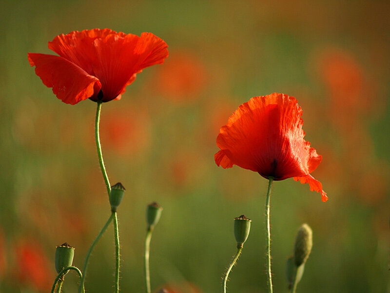 Red Poppy Flowers — Serene, Sunset, Photograph, Green Stems
