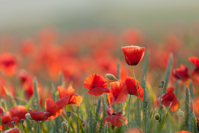 Red Poppy Flowers — Serene, Sunset, Photograph, Green Stems, Wheat