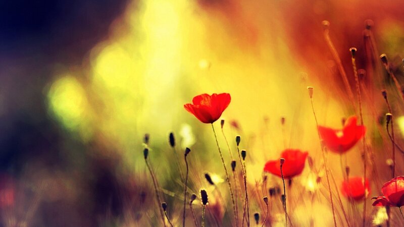 Red Poppy Flowers — Serene, Sunset, Photograph, Stems