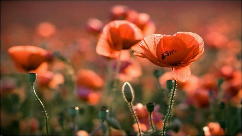 Red Poppy Flowers — Serene, Sunset, Photograph