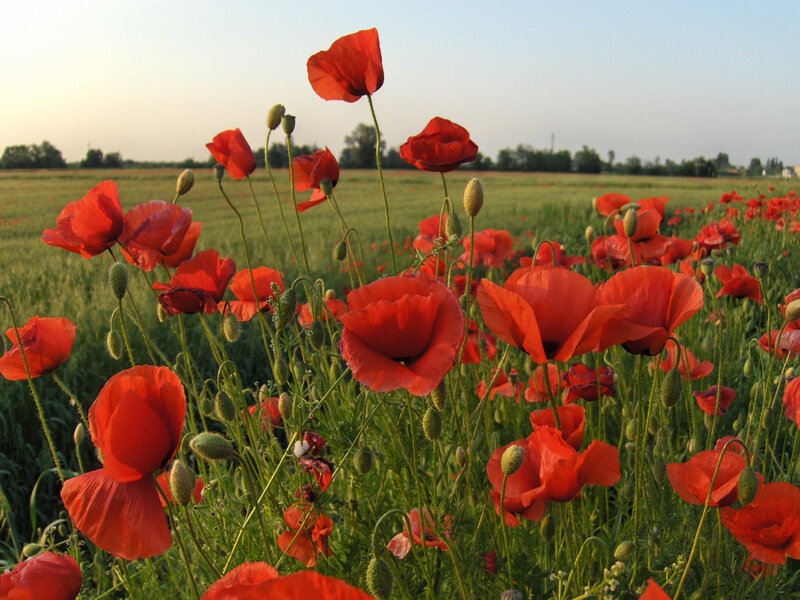 Red Poppy Flowers — Serene, Sunset