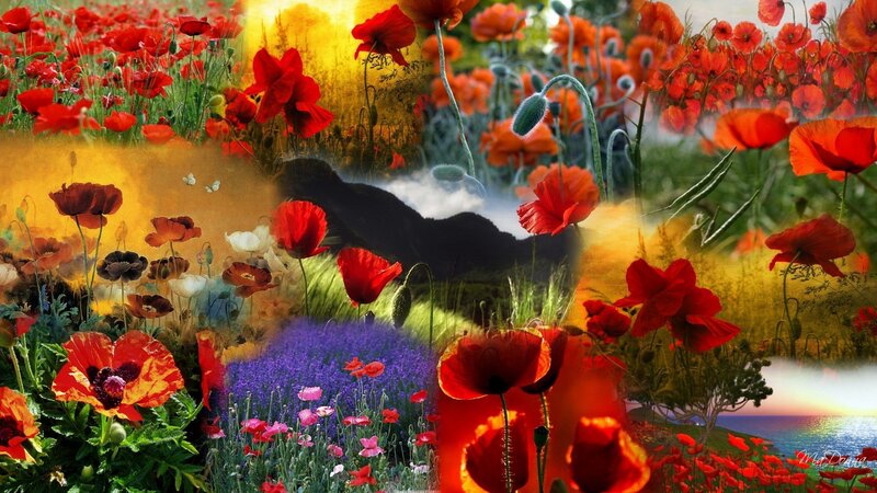 Red Poppy Flowers — Serene