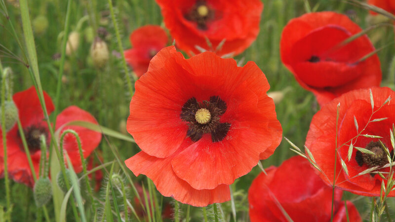 Red Poppy Flowers
