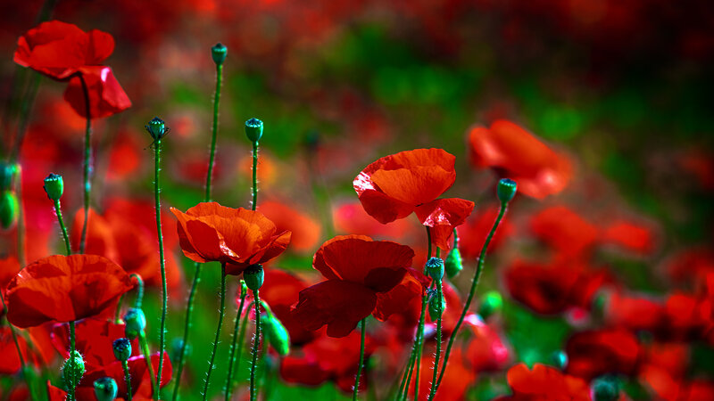 Red Poppy Flowers — Vibrant, Afternoon, Photograph, Green Stems, Flower Buds