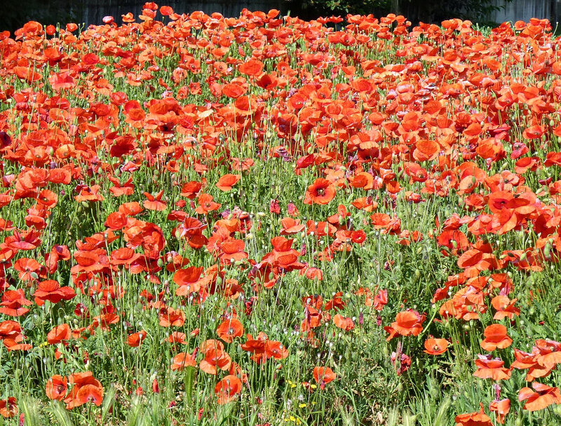 Red Poppy Flowers — Vibrant, Afternoon