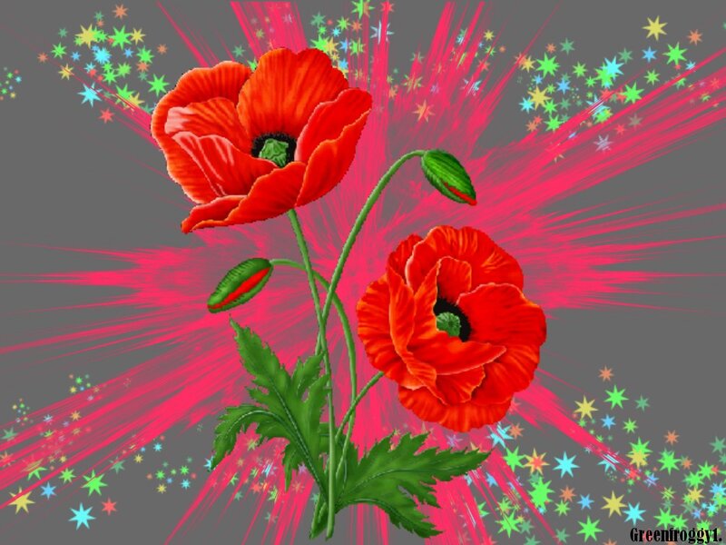 Red Poppy Flowers — Vibrant, Digital Art