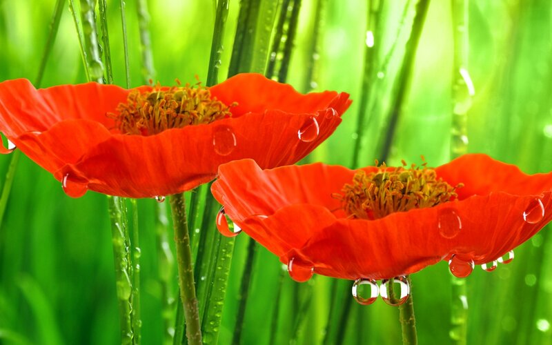 Red Poppy Flowers — Vibrant, Morning