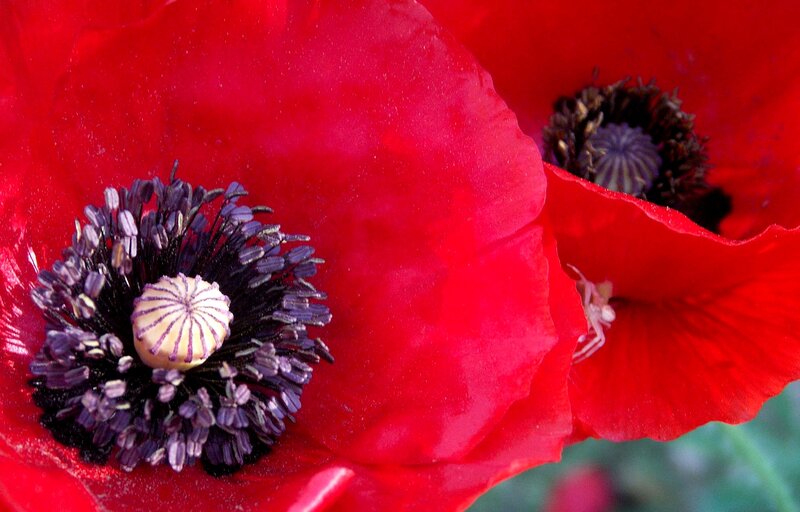 Red Poppy Flowers — Vibrant, Photograph