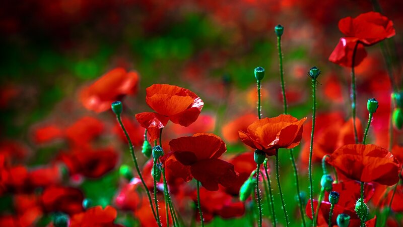Red Poppy Flowers — Vibrant, Spring, Photograph