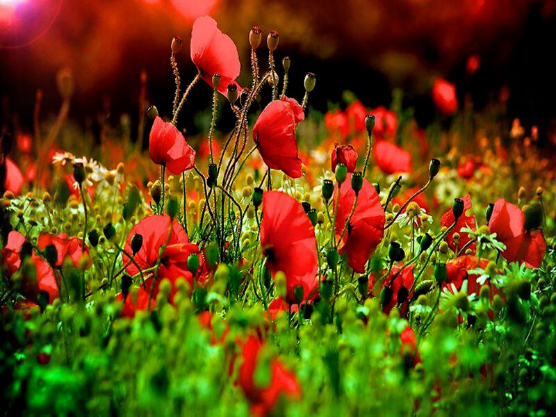 Red Poppy Flowers — Vibrant, Spring