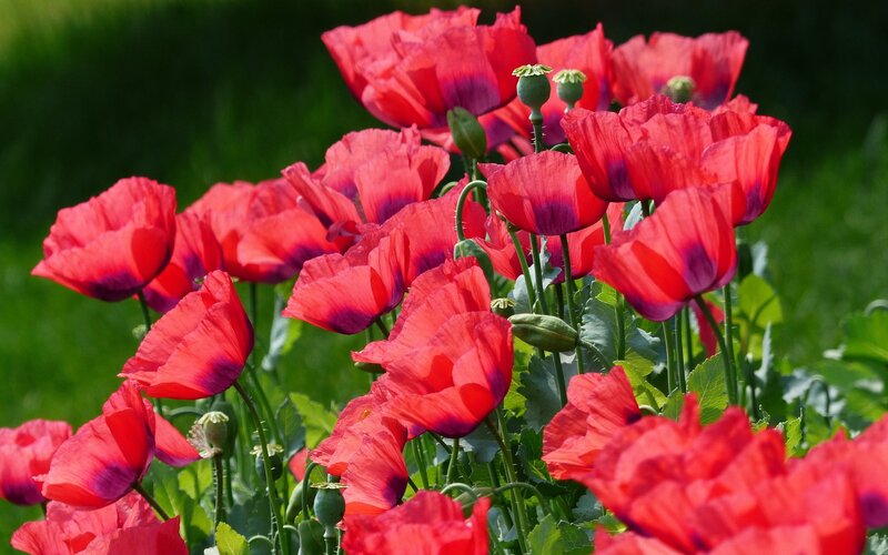 Red Poppy Flowers — Vibrant, Summer, Photograph