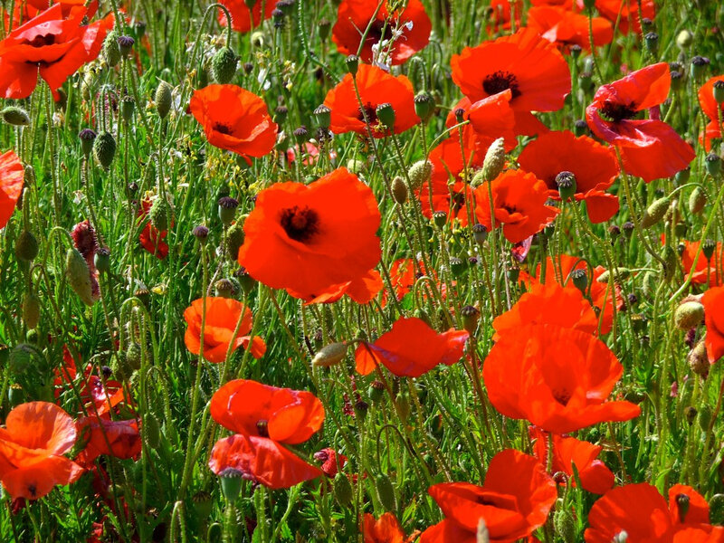 Red Poppy Flowers — Vibrant, Summer