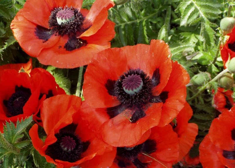 Red Poppy Flowers — Vibrant