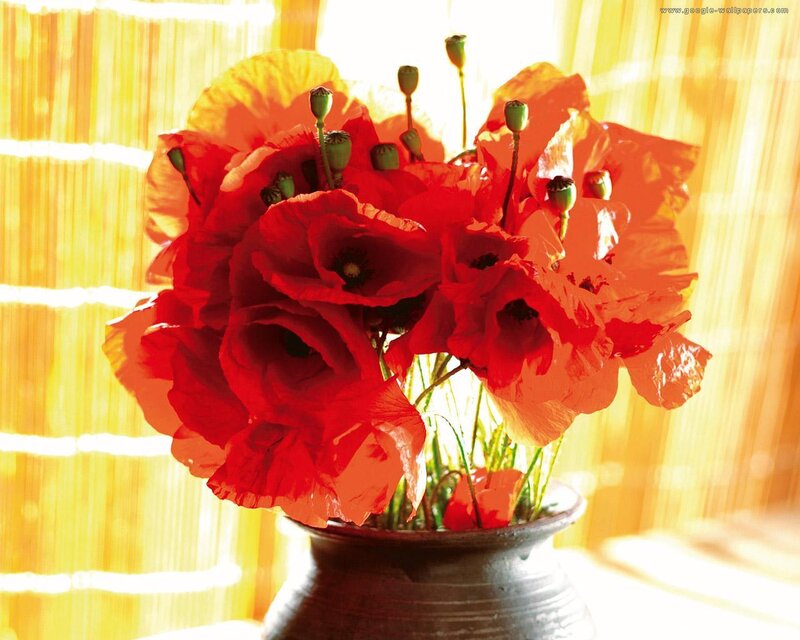 Red Poppy Flowers — Warm