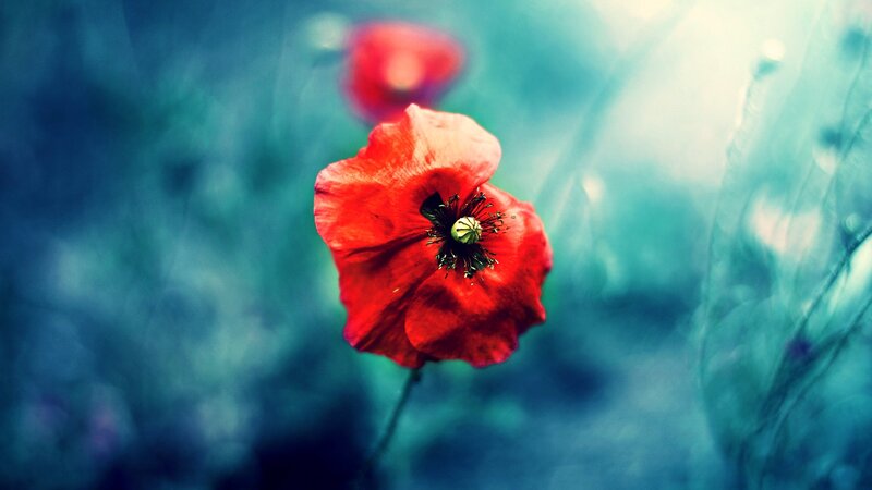Red poppy in a blue field