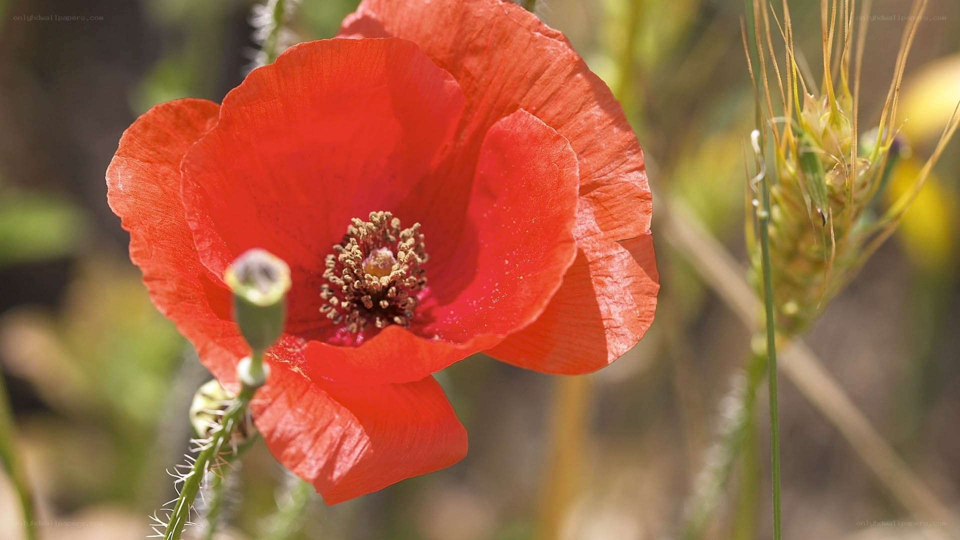 Red poppy in a field