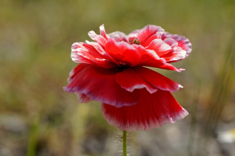 Red poppy in a field
