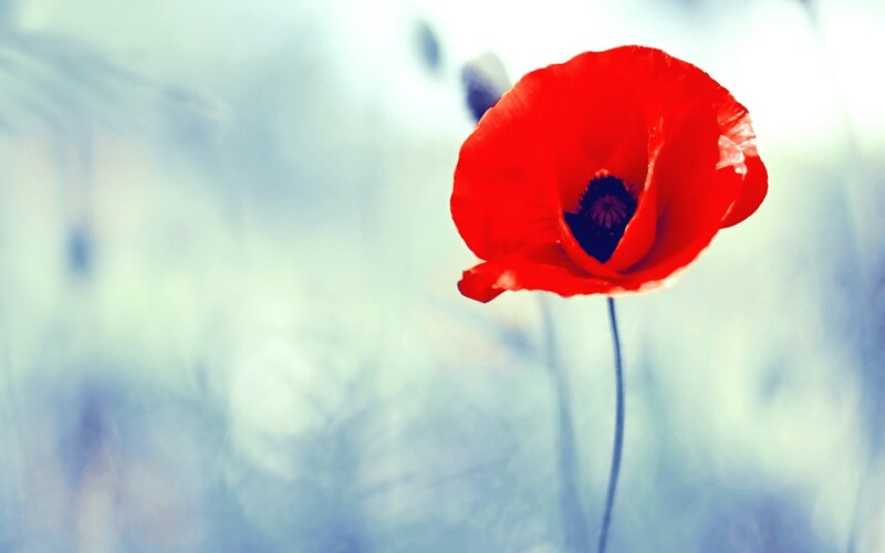 Red poppy in a field