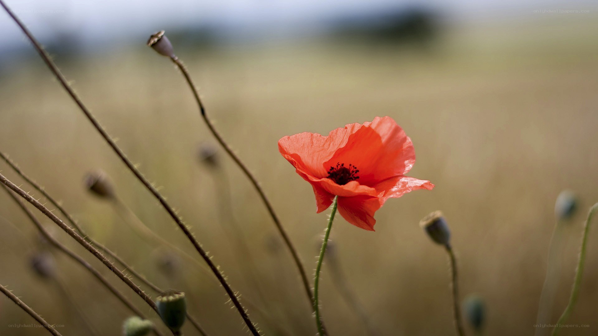 Red poppy in a field